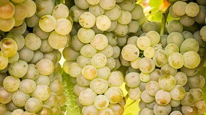 International Viognier Day