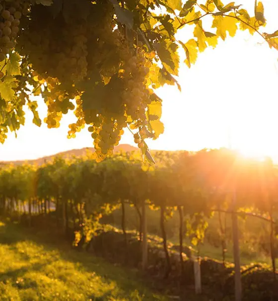 Terroir Tales: The Global Symphony of Wine Grape Expressions