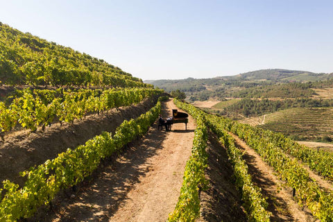 Piano's Douro Selection