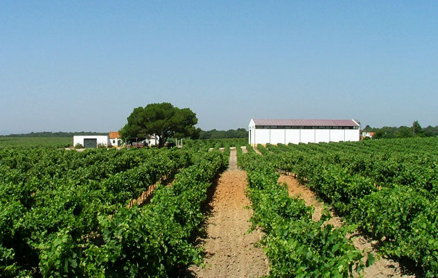Rows of vines leading to the winery buildings in Setúbal