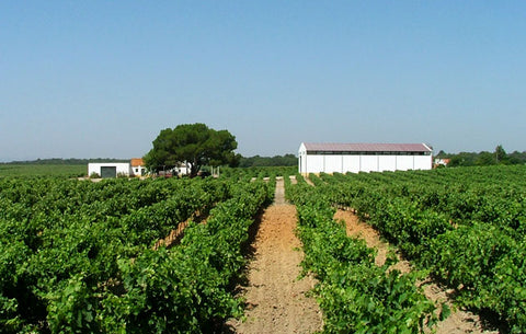 Setúbal wine at its best